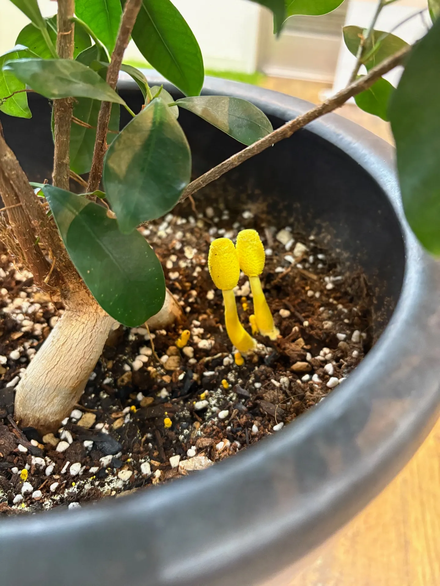 こうえい通信 11月号